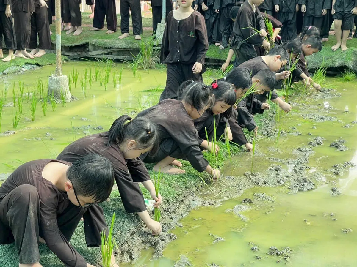 Các bé học sinh tiểu học đứng hàng ngang cùng cấy mạ non sát bờ ruộng