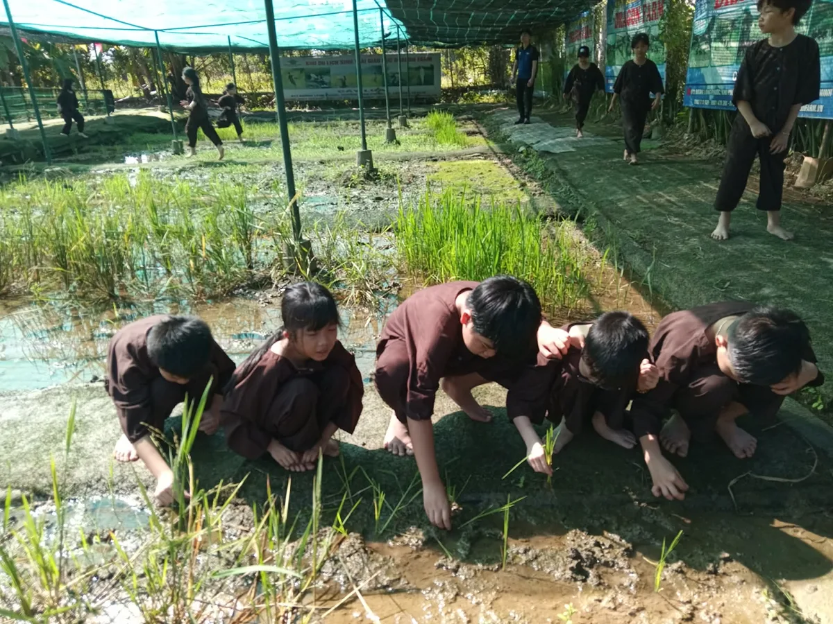 Sự tập trung cao độ và tính kiên nhẫn của học sinh khi cấy lúa tại Dragon Farm
